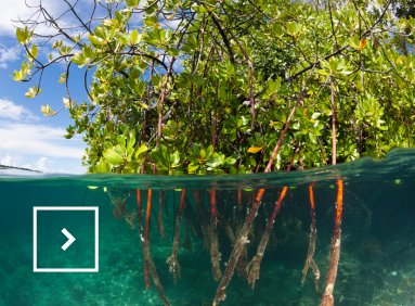 Nous observons une mangrove dans de l’eau clair.